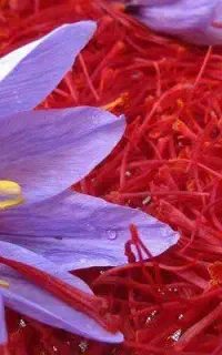 شروع آموزش پرورش زعفران گلخانه ای و فضای باز وسایر