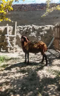 بره نر ،قزل کاپی قوینی