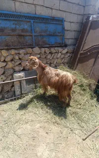 1عددبز کوک برای قربانی وزن 50کیلو