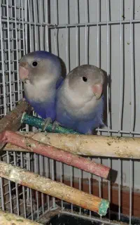 طوطی برزیلی آبی
