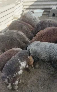 بره گوسفند نر