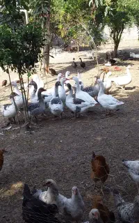 ۷عدد غاز پاک شده