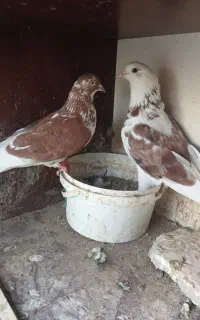 کبوتر پرشی