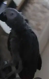 پرنده ای مهربان و باهوش  سخنگو و با ادب