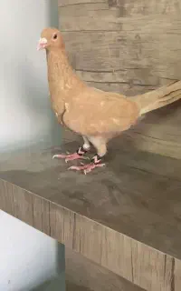 پرنده