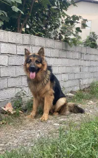 سگ ژرمن نر