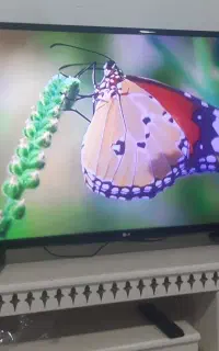 ال ای دی۴۳اینچ الجی