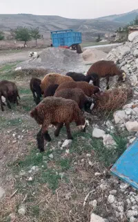 بره پرواری تمیزخوراک خور