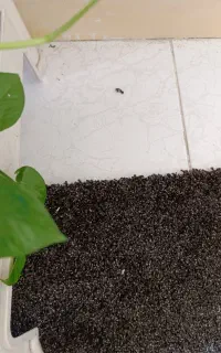 موکت