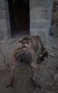 سگ پیتبول