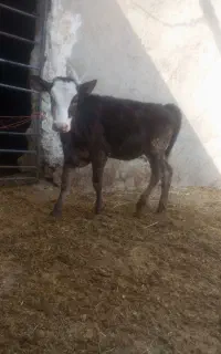 گوساله سمیتال ماده6ماهش