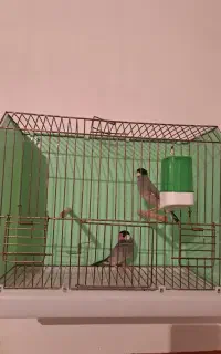 فروشی‌پرنده‌زینتی