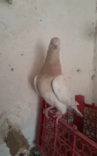 کله