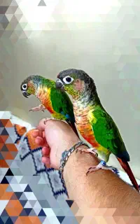 گیرینچیک یلوساید رد فکتور  دستی  سخنگو