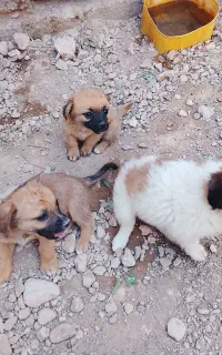 فروش سگ پا کوتا