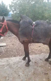 فروش اسب نریان