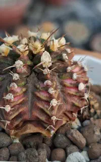 کاکتوس  ژمینو  ابلق