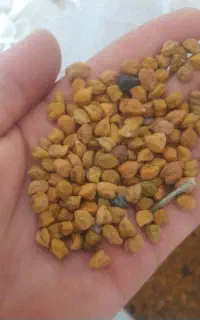 نخود قرمز