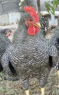 فروش  جوجه آمروک سه ماهه