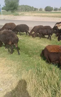 21راس میش