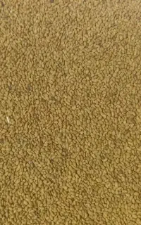 بذر یونجه