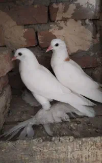 هشت عدد کبوتر به فروش میرسد