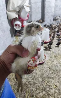 جوجه گلپایگان ۳۰ روزه