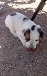 توله
