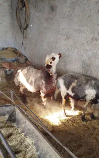 میش شیشک بره