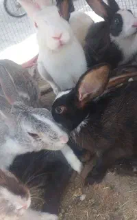 خرگوش بالغ
