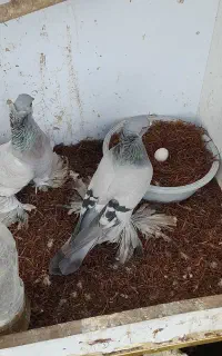 فروش دوعددماده کبوترترکیه ای تزئینی
