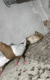 سینه زرد با دوتا جوجه