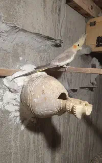 عروس هلندی