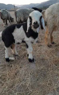 بره شیری ( میش و گوسفند )