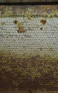 عسل طبیعی