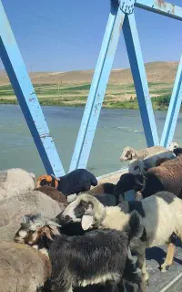 100 راس میش آبستن شیشک و میش جوون جفتی 68 میلیون