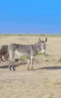 الاغ ماده سالم و دو سال
