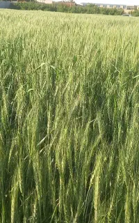 گندم بومی