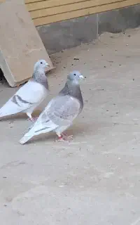 شوریستر و موریس دلبر