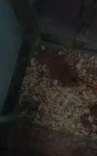 آکواریوم و همستر