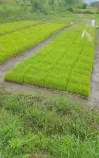 فروش نشا هاشمی و دمسیاه پرپشت