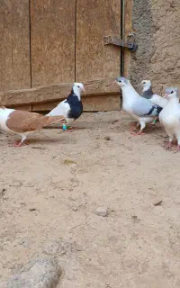 ساده فروشی