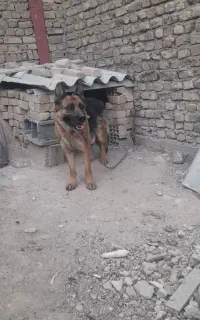 سگ ژرمن