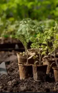استخدام نیروی کشاورزی و فضای سبز