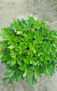 پیتسپروم جعبه ۳۵