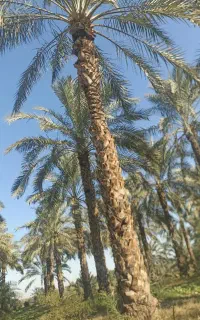 هرس وکنه زدن نخل