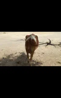فروش گاو شیری با بچه
