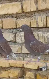 کبوتر پرشی