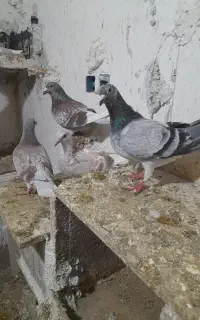 پرنده قورگی،سوسیکی سبز