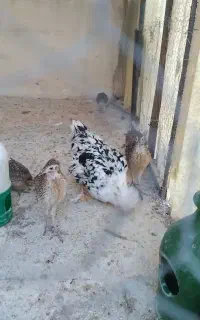 مرغ گلین